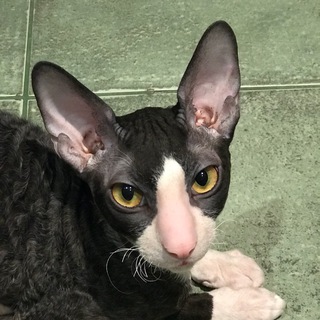 Логотип телеграм канала @cornishrex — Cats Cornish Rex Cattery “Luxury Rex Line”
