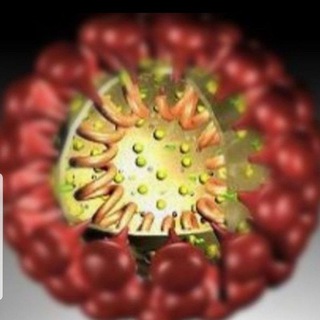 Logotipo do canal de telegrama coronavirus_dra_sonia - CORONAVÍRUS — 📖 Dra. Sônia 🕊