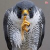 Логотип телеграм канала @corshun_97 — 🦅CoR$huN🦅