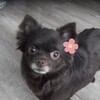 Логотип телеграм канала @corylllusss — corylus | дорога в мед