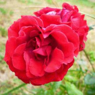 Logo del canale telegramma cosmesibio - Cosmesi Bio e Natura