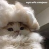 Logo of telegram channel cosmeticscat — Cosmetics & Accessories
