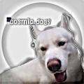 Logo saluran telegram cosmicdogs1 — 🫶𑀝᧐𝘀ⲙ𝗶ᥴ.ɗ᧐𝗴𝘀ᶜʰᵃᶰᶰᵉᶫ❤️‍🔥