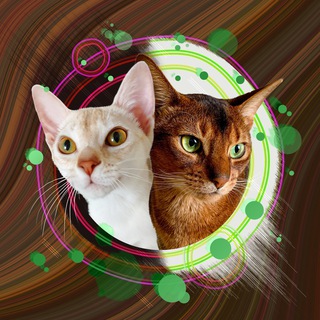 Логотип телеграм канала @cotangens_abycat — Кот Котангенс