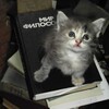 Логотип телеграм канала @cotfucia — Котфуция