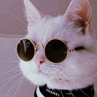 Логотип телеграм канала @coto_pes — КОТОПЁС 😺 ПРИКОЛЫ _><_ СМЕШНЫЕ 😺 ЖИВОТНЫЕ