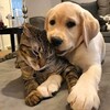 Логотип телеграм канала @cotopes_da — КотоПёс&Co 🐾
