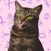 Логотип телеграм канала @cotoscope — котячий гороскоп