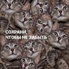 Логотип телеграм канала @coxpahu_plz — сохрани, чтобы не забыть