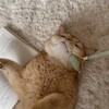 Логотип телеграм канала @cozyspacemagazine — COZY MAGAZINE