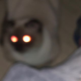 Логотип телеграм канала @cradle_of_memories — канал кота