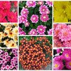 Логотип телеграм канала @crazyflowerfamily — Хризантема Crazy Flower Family