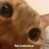 Логотип телеграм канала @cream_of_memes — Мемные сливки ฅ^•ﻌ•^ฅ