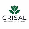 Логотип телеграм канала @crisal_opt — CRISAL | Цветы оптом | База | Москва