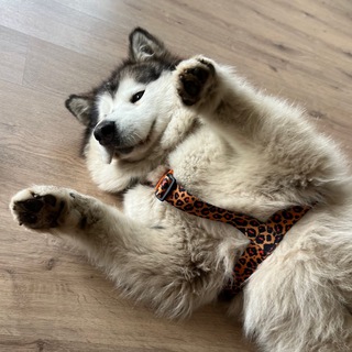 Логотип телеграм канала @crispy_malamute — Маламутка Криспи