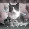 电报频道的标志 cristallcatsc — ᶜʰᵃᶰᶰᵉᶫ𝗰𝗿𝗶𝘀𝘁𝗮𝗹 𝗸𝗶𝘁𝘁𝘆