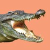 Логотип телеграм канала @croco_smile — Улыбка крокодила