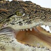 Логотип телеграм канала @crocodile_memes — крокодил)