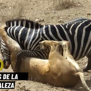 Logotipo del canal de telegramas cronicasdelanaturaleza - Videos de ataques de animales
