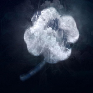 Logo of telegram channel crypto_clover — crypto clover