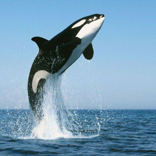 Logo of telegram channel crypto_whales_pump — Crypto Whales Pump