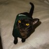 Логотип телеграм канала @cryptoludikz — Дневник лудомана🐈‍⬛