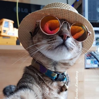 Логотип телеграм канала @csarstvoyumora — Котомания☺️