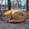 Логотип телеграм канала @curios_cat — Любопытный Кот