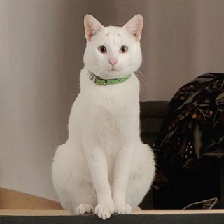 Logo of telegram channel cursedcats — Cursed Cats