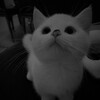 Логотип телеграм канала @cusrahouse — Cusra TON 🏴‍☠️