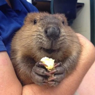 Логотип телеграм канала @cute_beavers — Переходник в Милые Бобры