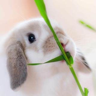 Логотип телеграм канала @cute_bunnies — ☘Bunny Life🍀