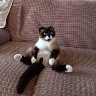 Логотип телеграм канала @cute_catss4 — Милые Котики