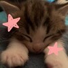 Логотип телеграм канала @cute_catsw — ❗ПЕРЕЕЗД 〢 . мягкий уголок / котики ૮꒰ ⸝⸝ . ⸝⸝꒱ა