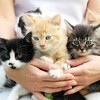 Логотип телеграм канала @cute_kittens_7777 — КОТЯТА😽😽😽ТОЛЬКО В ДОБРЫЕ РУКИ! НАВОИ!