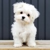 Logo of telegram channel cuteandfunvideos — Cute and Fun Videos 🥰