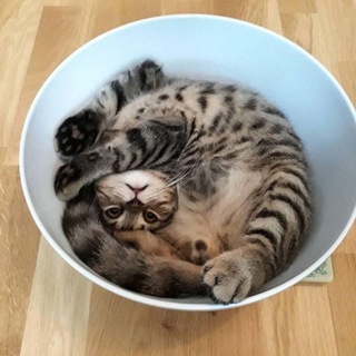Telegram channel Cute Animals Bz 🐾 logo