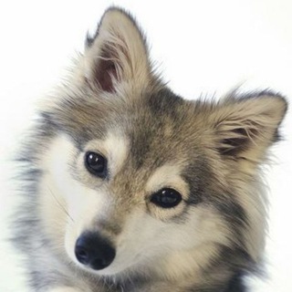 Telegram kanalining logotibi cuteanimalstv — CuteAnimalsTV