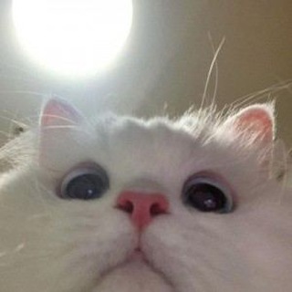 Логотип телеграм канала @cutecat12345 — милые котики💖