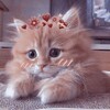 Логотип телеграм канала @cutecat9 — милые котики 💞 животные