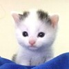 Логотип телеграм канала @cutecats_jpg — милые котики 💗