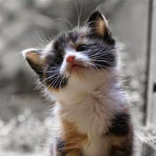 Telegram channel Cute Cats Gifs logo