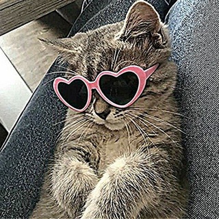 Логотип телеграм канала @cutecatsx — Котики