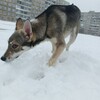 Логотип телеграм канала @cutedogslife — Конкурсы от Бейли