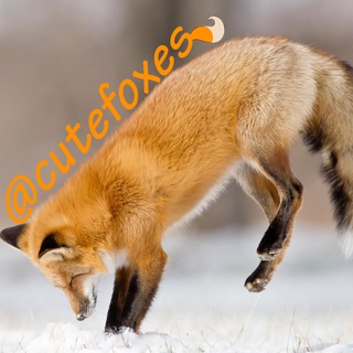 Logo of telegram channel cutefoxes — Just Fox It!