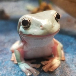 Logo of telegram channel cutefrogges — Frogs Frogs Frogs