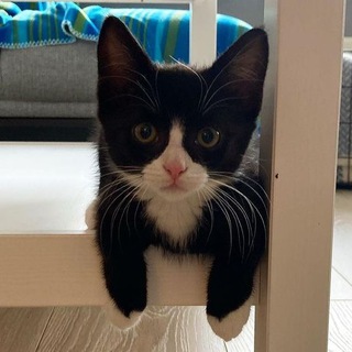 Логотип телеграм канала @cutekittyfiles — котячьи файлы