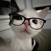Логотип телеграм канала @cutephotosis — Милые открытки