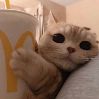 Логотип телеграм канала @cutieanimall — Миленькие животные