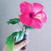 Логотип телеграм канала @cveti_tih — Тихорецк.Комнатные цветы